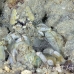 shrimp_mantis_unknown_sne_h_0208_yap0550.jpg